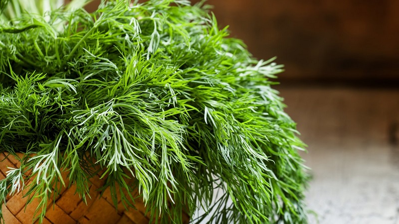 Natürliches Diuretikum aus dem Garten: Wie man Dill als Diuretikum braut und trinkt