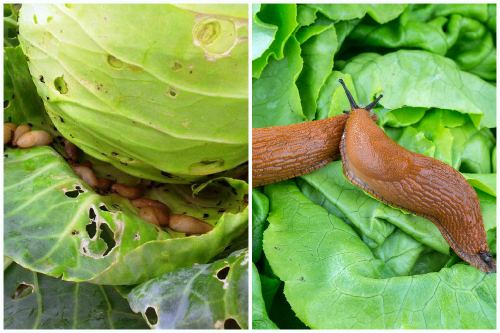 Wie man Kohl aus Raupen und Schnecken verarbeitet: Volksheilmittel