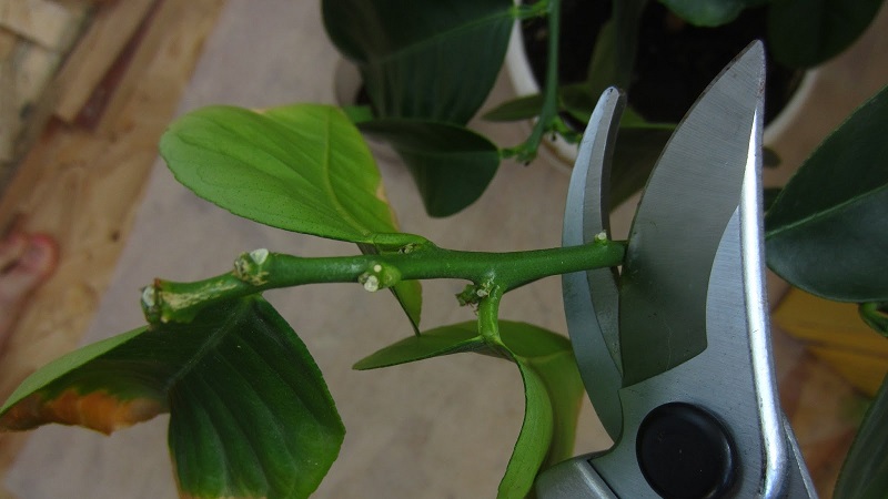 Pruning and shaping lemon at home