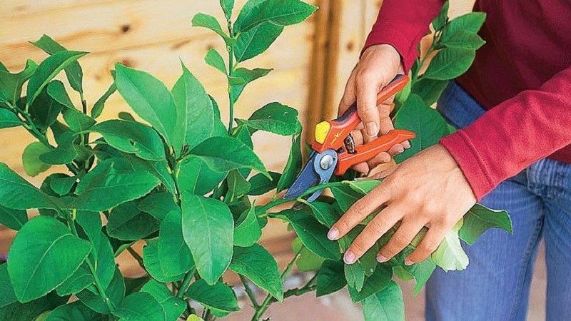 Pruning and shaping lemon at home