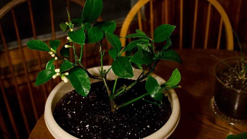 Pruning and shaping lemon at home