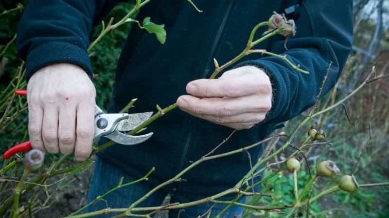 Warum müssen Sie nach der Blüte im Sommer eine Kletterrose beschneiden und wie führen Sie sie richtig aus?