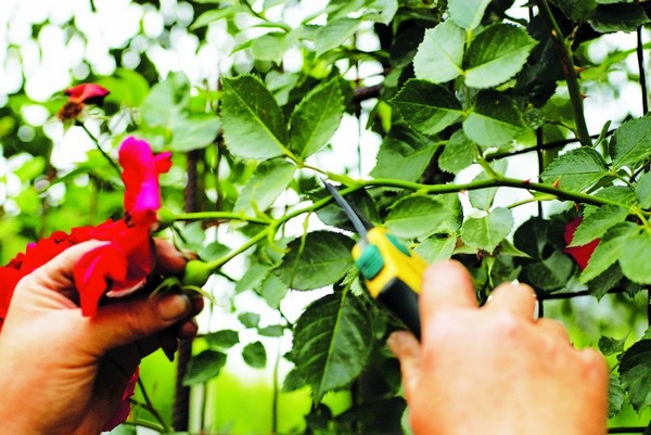 Warum müssen Sie nach der Blüte im Sommer eine Kletterrose beschneiden und wie führen Sie sie richtig aus?