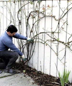 Warum müssen Sie nach der Blüte im Sommer eine Kletterrose beschneiden und wie führen Sie sie richtig aus?