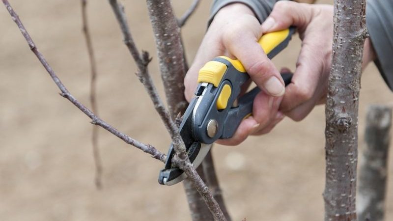 Wann man im Herbst Kirschen beschneidet und wie man es richtig macht