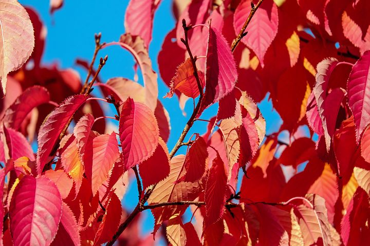 Wann man im Herbst Kirschen beschneidet und wie man es richtig macht