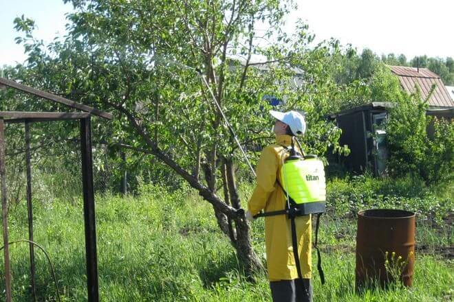 Wie man im Sommer Apfelbäume richtig von Schädlingen besprüht