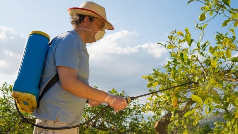 Wie man im Sommer Apfelbäume richtig von Schädlingen besprüht