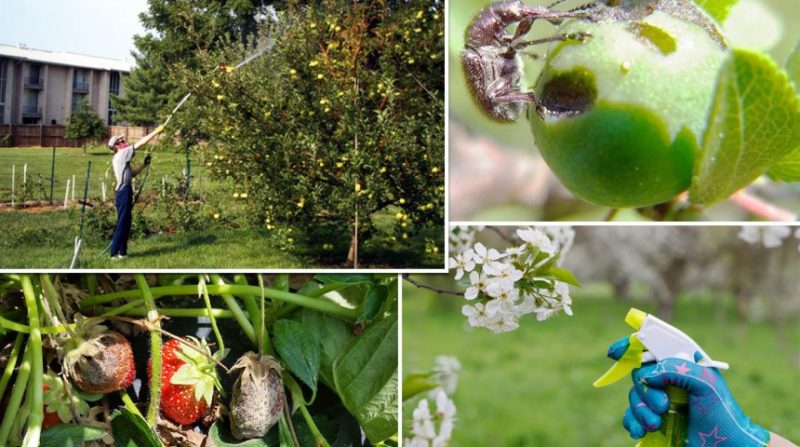 Wie man im Sommer Apfelbäume richtig von Schädlingen besprüht