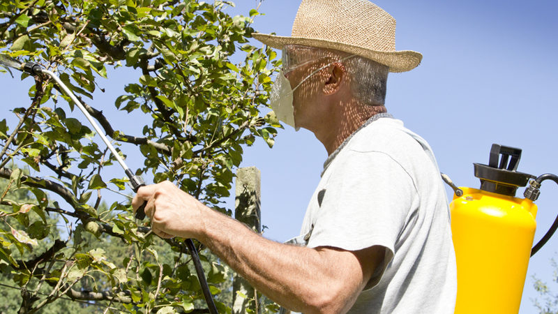 Wie man im Sommer Apfelbäume richtig von Schädlingen besprüht