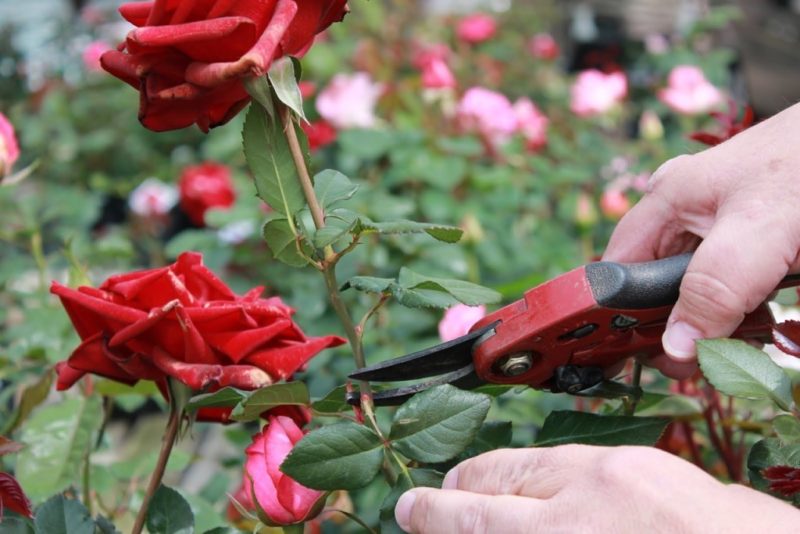 Im Sommer pflegen wir Rosen im Garten, damit sie üppig und lange blühen