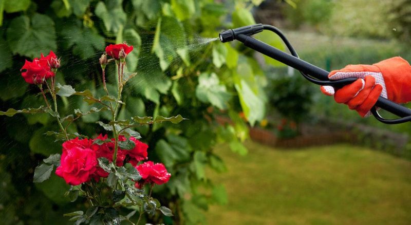 Im Sommer pflegen wir Rosen im Garten, damit sie üppig und lange blühen