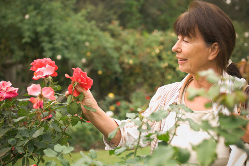 Im Sommer pflegen wir Rosen im Garten, damit sie üppig und lange blühen