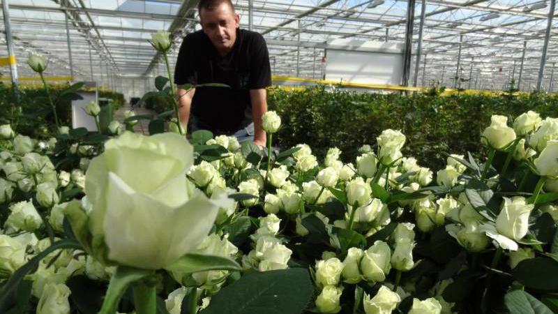 Die besten winterharten Rosensorten, die den ganzen Sommer über blühen, und die Besonderheiten ihres Anbaus