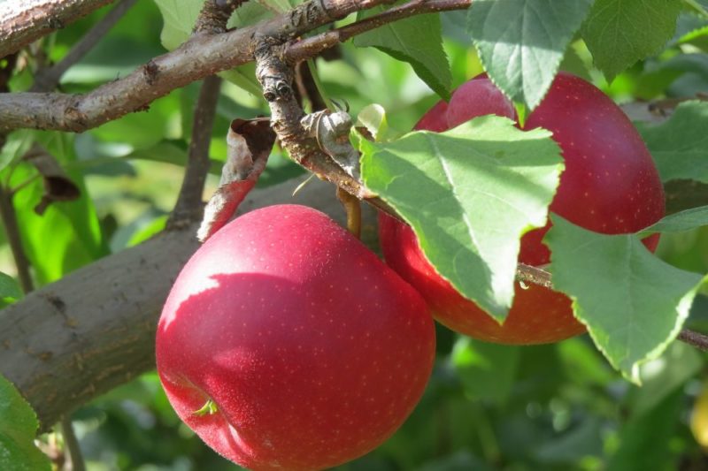 Schritt-für-Schritt-Anleitung zum Pfropfen eines Apfelbaums im Sommer für Anfänger