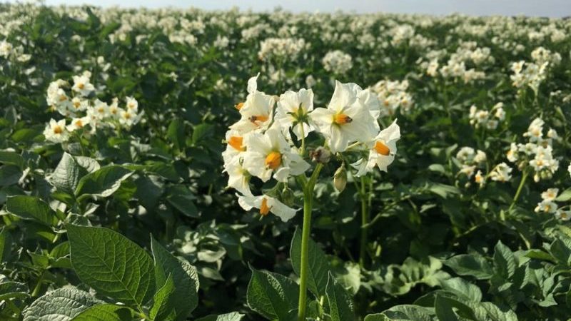 Die Gründe für das Trocknen der Spitzen und ob die Kartoffeln danach wachsen