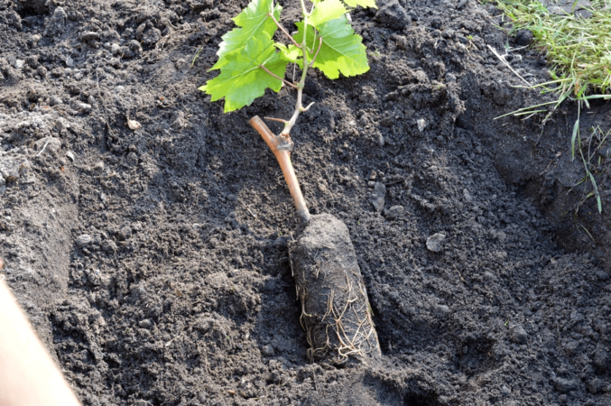 Schritt-für-Schritt-Anleitung zum Pflanzen von Traubensämlingen im Sommer für Winzeranfänger