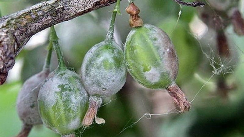 Warum erscheint auf Stachelbeeren schwarze Blüte, wie schnell kann man sie abwaschen und ob diese Pflanze heilt