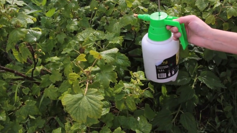 Warum erscheint auf Stachelbeeren schwarze Blüte, wie schnell kann man sie abwaschen und ob diese Pflanze heilt