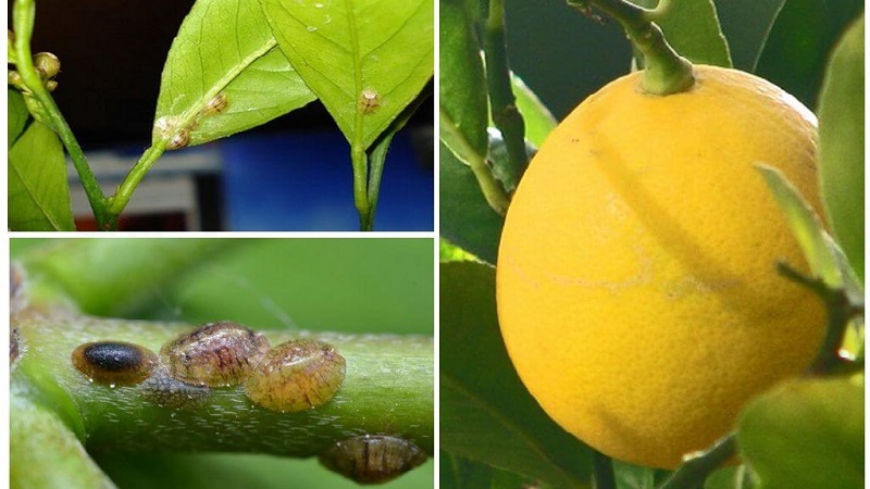 Why lemon has sticky spots and what to do with it