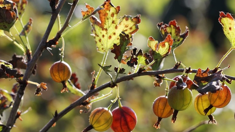 Warum Stachelbeeren und Blätter zerbröckeln und wie man damit umgeht