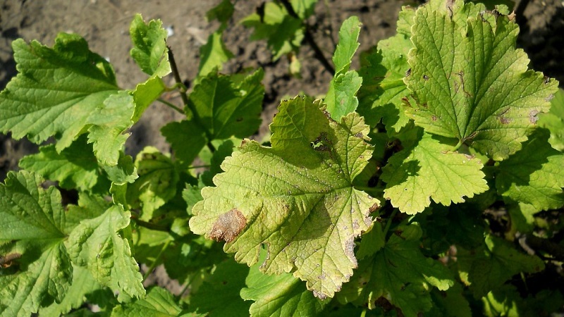 Warum Stachelbeeren und Blätter zerbröckeln und wie man damit umgeht