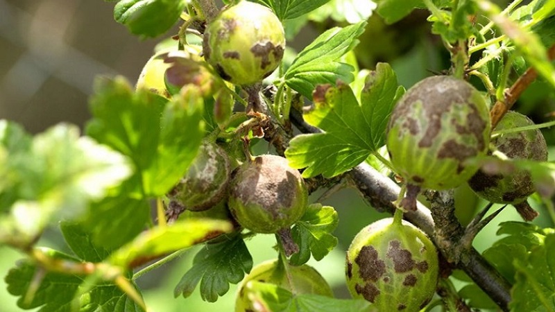 Warum Stachelbeeren und Blätter bröckeln und wie man damit umgeht