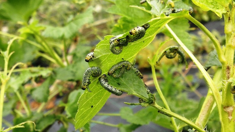 Wer isst Stachelbeeren und wie geht man mit Schädlingen um?