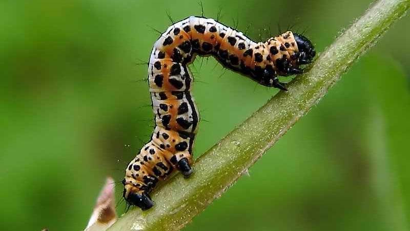 Warum Stachelbeeren und Blätter bröckeln und wie man damit umgeht