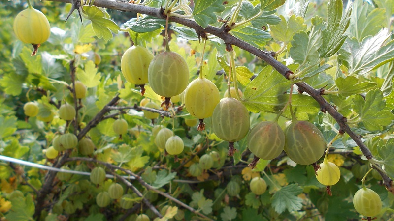 Warum Stachelbeeren und Blätter zerbröckeln und wie man damit umgeht