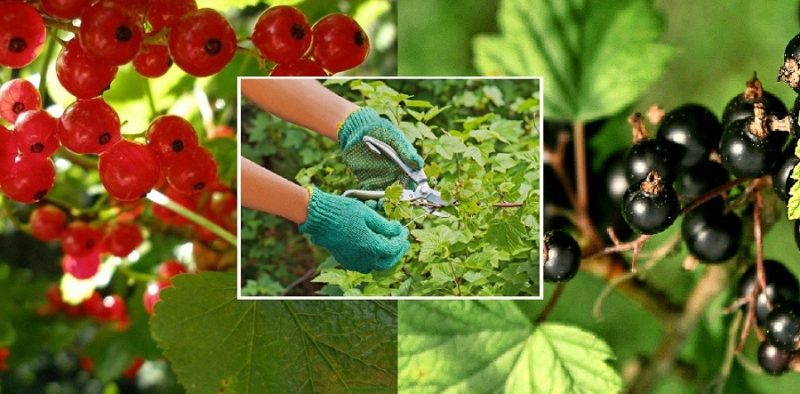 Wie und wie man Johannisbeeren nach der Ernte im Juli füttert