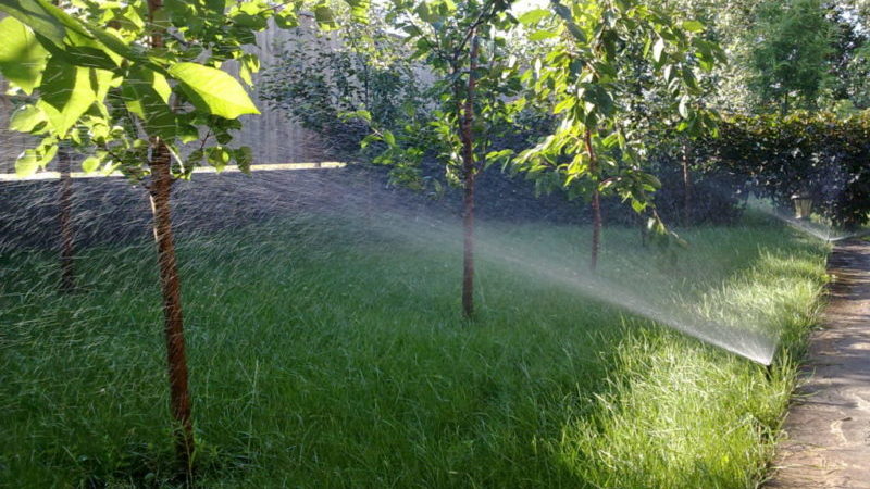 Wie man Kirschen im Sommer richtig gießt: Anleitung für Gärtneranfänger