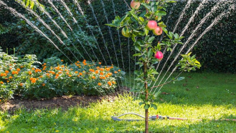 Wann, wie viel und wie man im Sommer Apfelbäume gießt