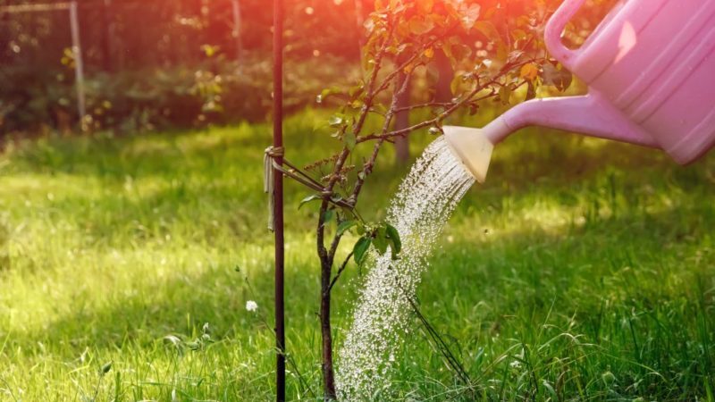 Wann, wie viel und wie man im Sommer Apfelbäume gießt