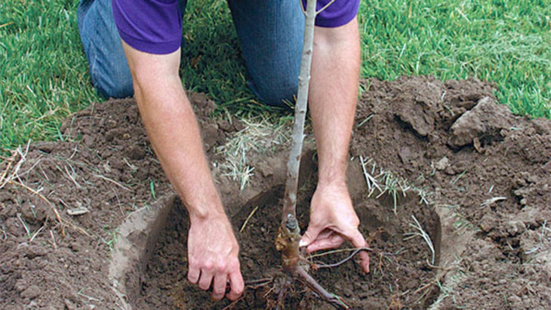 Eine Schritt-für-Schritt-Anleitung zum Pflanzen eines Apfelbaums mit geschlossenen Wurzeln im Sommer