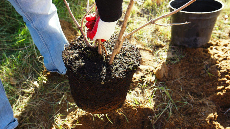 Eine Schritt-für-Schritt-Anleitung zum Pflanzen eines Apfelbaums mit geschlossenen Wurzeln im Sommer