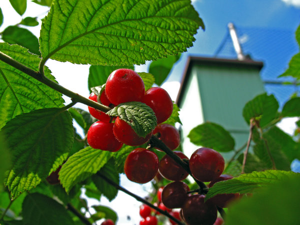 Eine Schritt-für-Schritt-Anleitung zum Beschneiden von Filzkirschen im Sommer für Anfänger