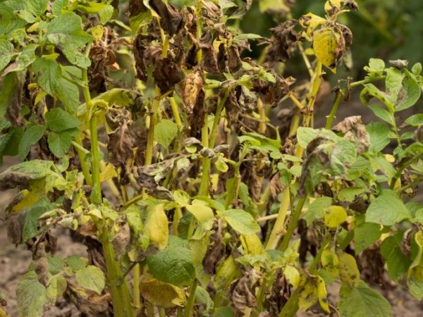 Die Gründe für das Trocknen der Spitzen und ob die Kartoffeln danach wachsen