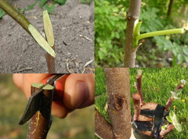 Anleitung für Gärtner: Im Sommer einen Apfelbaum mit frischen Zweigen schrittweise auf unterschiedliche Weise pfropfen