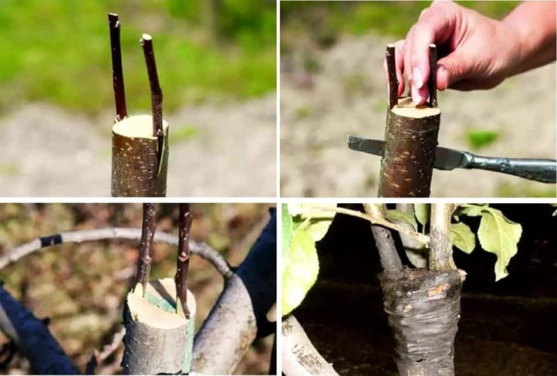 Anleitung für Gärtner: Im Sommer einen Apfelbaum mit frischen Zweigen schrittweise auf unterschiedliche Weise pfropfen