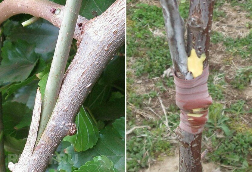 Anleitung für Gärtner: Im Sommer einen Apfelbaum mit frischen Zweigen schrittweise auf unterschiedliche Weise pfropfen