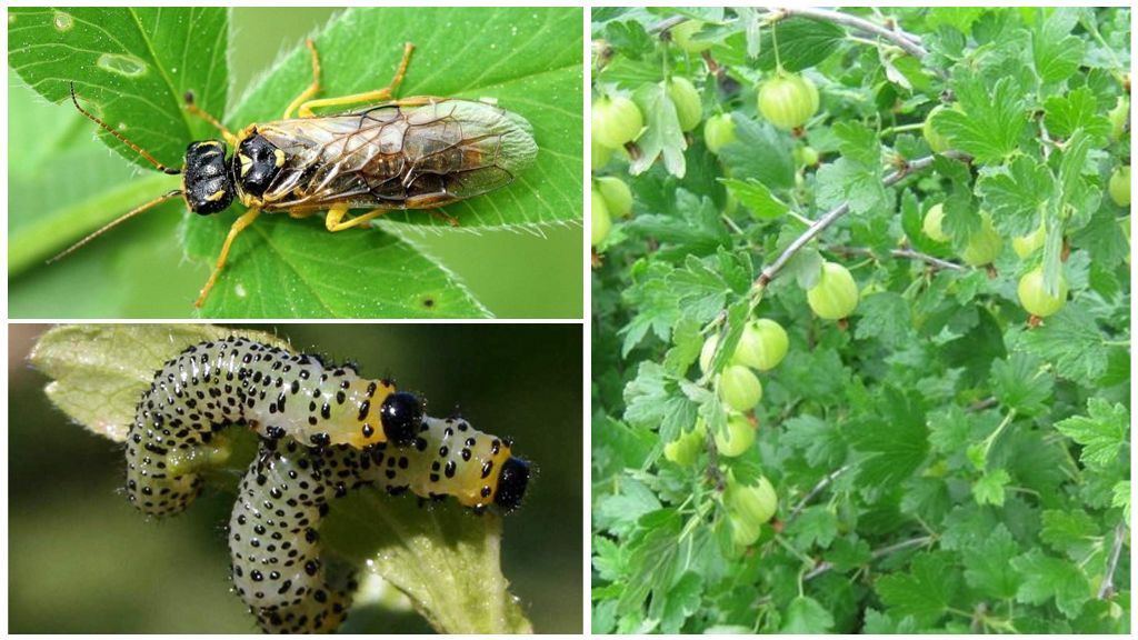 Ein für die Ernte gefährlicher Schädling - Stachelbeersägefliege und Methoden zu ihrer wirksamen Bekämpfung