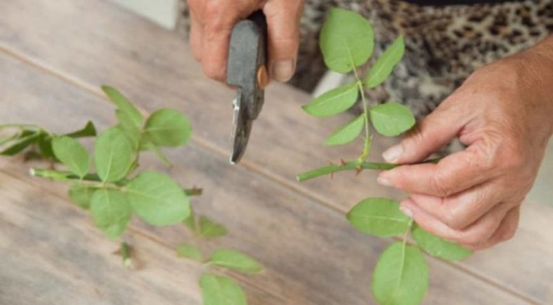 Anleitung für Gärtneranfänger: Wie man eine Kletterrose mit Stecklingen im Sommer schrittweise vermehrt