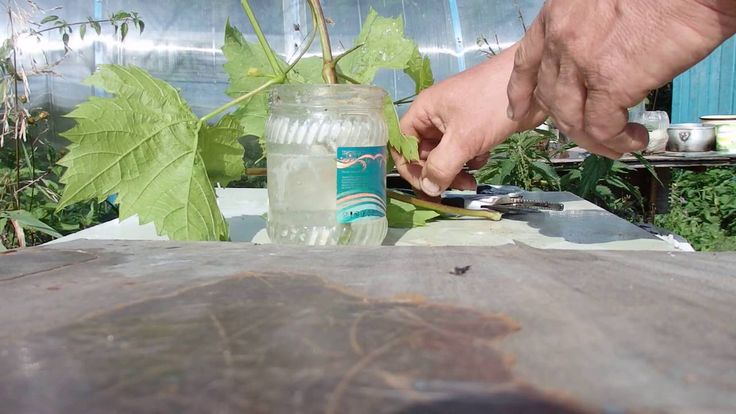 Ein Leitfaden zur Vermehrung von Trauben mit grünen Stecklingen im Sommer