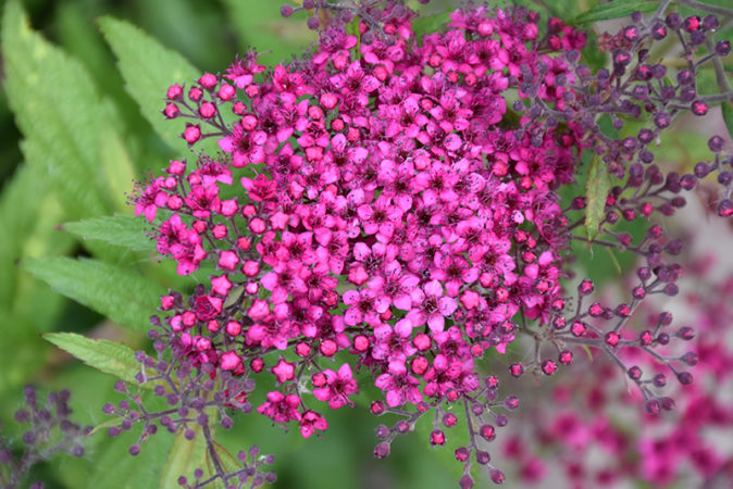 Fortpflanzung von Spirea durch Stecklinge im Sommer für Anfänger: Wurzelmethoden und weitere Aktionen