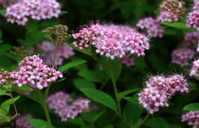 Fortpflanzung von Spirea durch Stecklinge im Sommer für Anfänger: Wurzelmethoden und weitere Aktionen