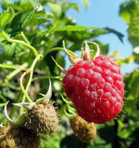 Wie man restliche Himbeeren im Sommer kneift und ist dieses Verfahren notwendig