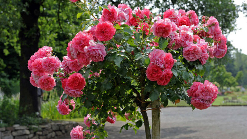 Anleitung für Gärtneranfänger: Wie man eine Kletterrose mit Stecklingen im Sommer schrittweise vermehrt