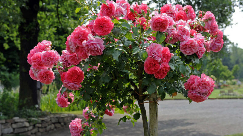 Die besten winterharten Sorten von Kletterrosen, die den ganzen Sommer über blühen