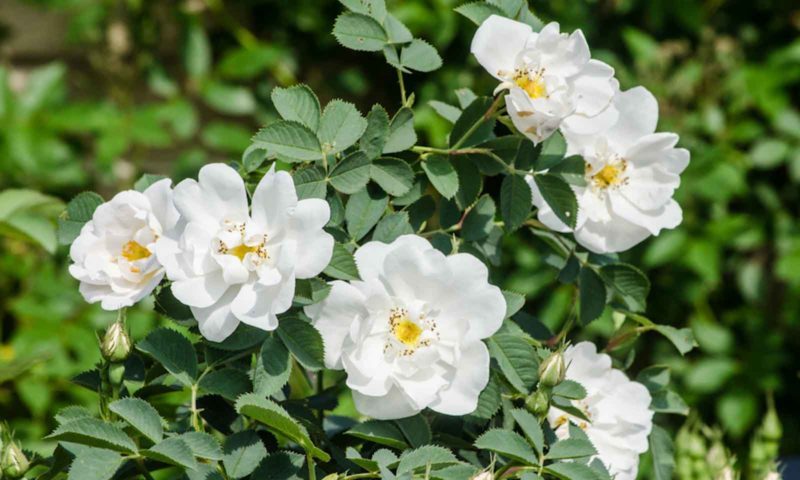 Die besten winterharten Rosensorten, die den ganzen Sommer über blühen, und die Besonderheiten ihres Anbaus